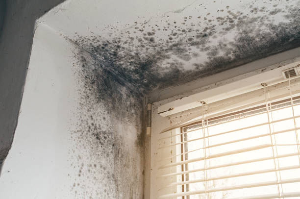 Affordable Mold Remediation solutions in Belleville, MI