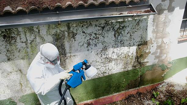 Top rated local Mold Remediation specialists in Belleville, MI